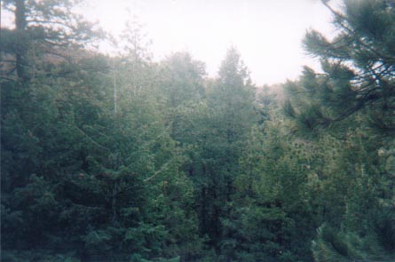 Blue spruce trees in the valley below the intermittent waterfall